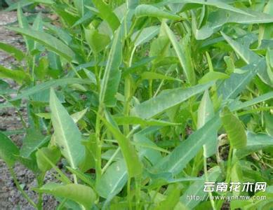 空心菜怎么种植方法 空心菜怎么种植_空心菜的种植方法