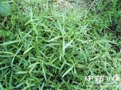白花蛇草的副作用 白花蛇草的功效与作用及禁忌