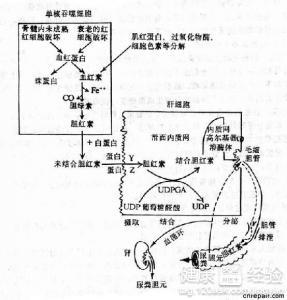 胆固醇偏高是什么原因 血清胆固醇高的原因是什么