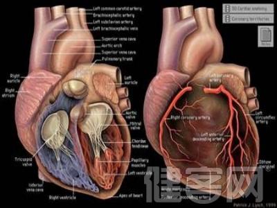 心脏病的征兆 心脏病的九个体表征兆