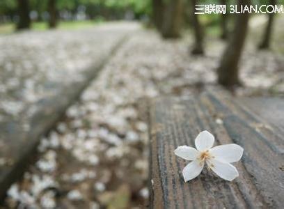 微微一笑倾城同人淡淡 花落下，谁看过你淡淡一笑