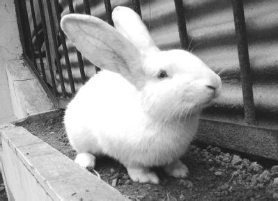 家兔怎么养才不会死 夏天怎么养兔子