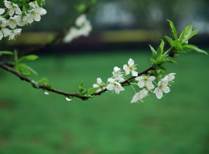 雨停了 花开了，雨停了，或许你就该来了