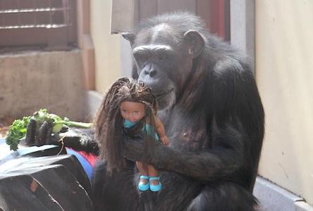 黑猩猩的天敌 黑猩猩具有非常强烈的社交天性