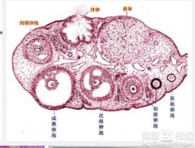 卵泡多大可以受孕 女性卵泡多大可以受孕