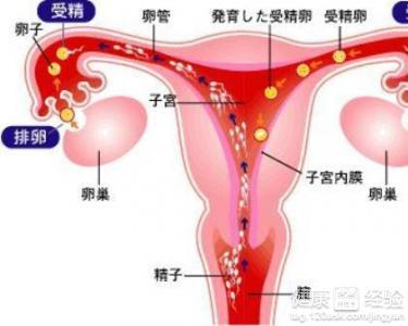 卵泡不排会怎么样 有优势卵泡但不排卵怎么办