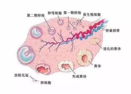 卵泡发育不良什么原因 卵泡发育不良指什么