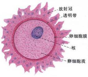 女性一个月排几个卵子 女性一个月排多少卵子？