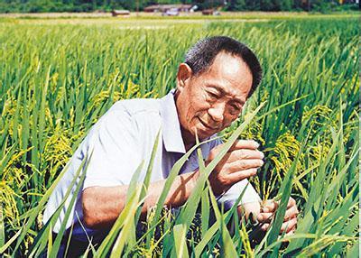 杂交水稻是转基因吗 杂交水稻是怎样的