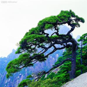 黄山松盆景为什么贵 黄山松为什么都是千奇百怪