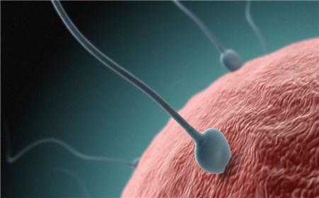 精子在体内多久受孕 精子在体内存活多久