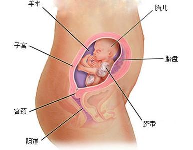 孕酮低影响胎儿发育吗 准妈妈影响胎儿发育的六个新观点(2)