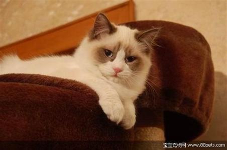 怎样锻炼提高精子活力 怎么锻炼宠物猫咪的活力