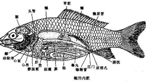 小白花胶的功效和作用 鱼身上哪个部位最有营养