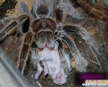 世界上最大巨型蜘蛛 世界上最恐怖的巨型蜘蛛有哪些