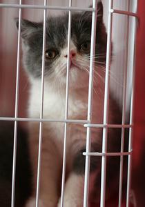 宠物猫家庭繁育者 宠物猫繁殖障碍与生殖繁育问题