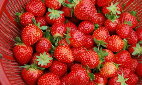 健康卫士 激素草莓 草莓应该怎样吃才健康