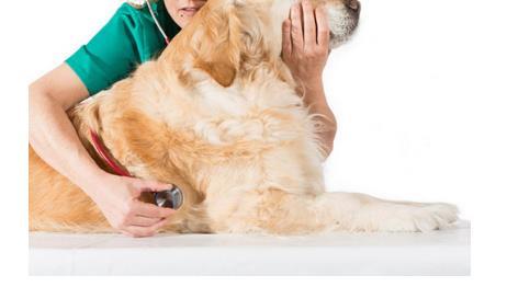 母犬的生理期怎么办 宠物狗生理知识之母犬发情