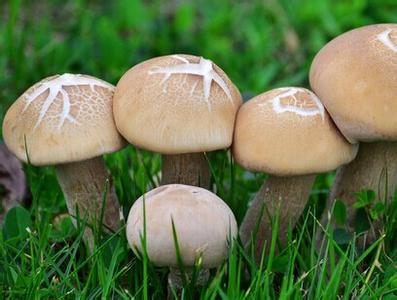蘑菇水和健康水 蘑菇怎样吃才健康