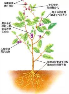 五种植物激素的比较 植物体内的激素有何作用