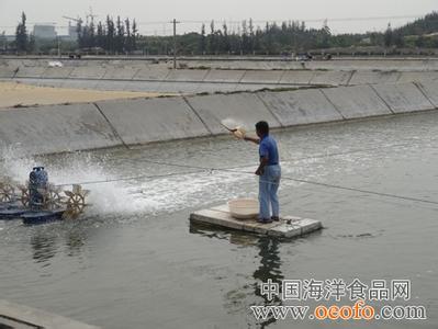 对虾养殖投料量和时间 对虾养殖的饲料投喂