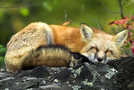 动物是怎么睡觉的教案 动物是怎么睡觉的
