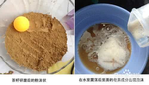 自制奶酪醋的用法 茶籽粉的用法 茶籽粉如何自制
