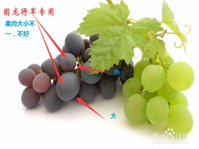 如何挑选葡萄酒 如何才能挑选到好吃的葡萄