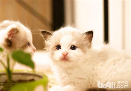 营养学博士的断奶饮食 小猫断奶后饮食要营养均衡