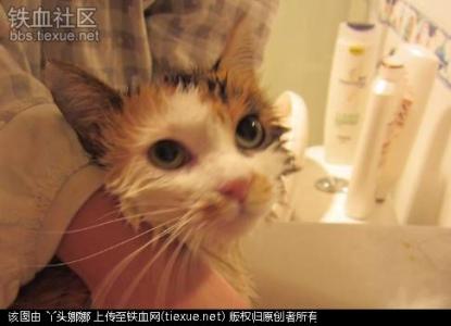 猫猫几个月可以洗澡 给猫猫洗澡最好从幼年开始