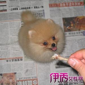 博美犬可以吃鱼吗 博美犬可以吃骨头吗