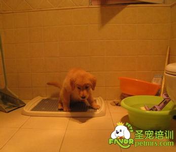 小狗抱回家多久洗澡 怎样训练狗狗定点上厕所