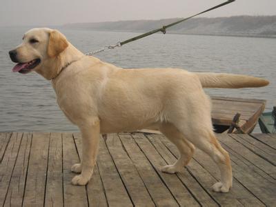黑拉布拉多犬能长多大 拉布拉多犬能长多大