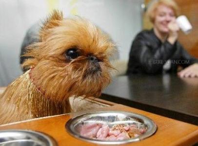狗狗肾衰竭吃什么食物 不要给狗吃什么食物
