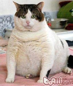 判断肥胖的标准 判断猫咪肥胖的秘籍