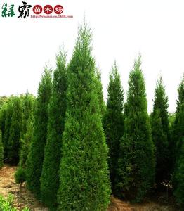 中国林木种子公司 采集林木种子6注意