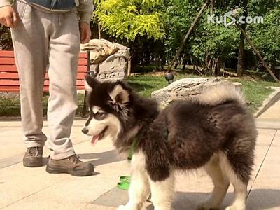 阿拉斯加幼犬训练教程 阿拉斯加雪橇犬怎么训练