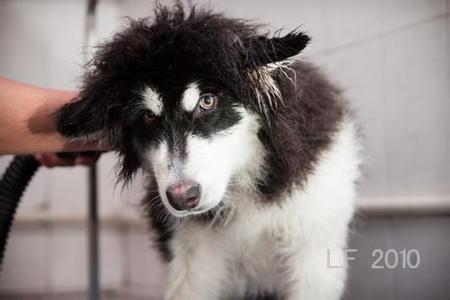 阿拉斯加雪橇犬洗澡 如何给阿拉斯加雪橇犬洗澡