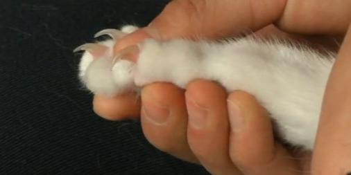 方形指甲修剪步骤图 猫咪的指甲要定期修剪