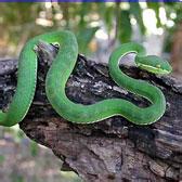 世界十大毒蛇排行榜 世界十大毒蛇排行有哪些