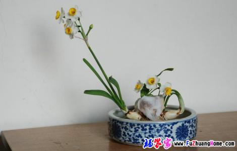 风信子有毒吗 水仙花有毒吗？