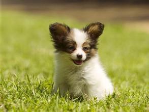 蝴蝶犬的缺点 蝴蝶犬好养吗