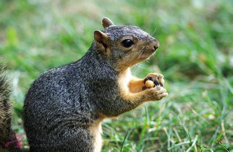 松鼠为什么喜欢吃松子 为什么要吃松鼠早餐呢?