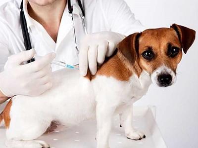 泰迪幼犬注射疫苗教程 饲养幼犬必须及时注射疫苗