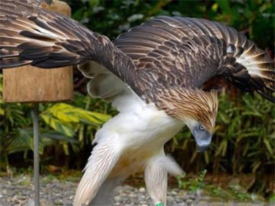 世界现存上最大的鹰 世界上最大的鹰