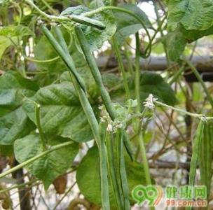 赤小豆的药用价值 赤小豆花的药用价值_赤小豆花的功效是什么