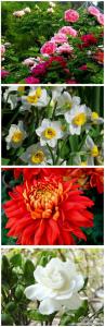 世界名花排行榜 中国四大名花