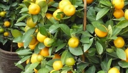北方盆栽茉莉如何养护 北方金橘盆栽养护技术
