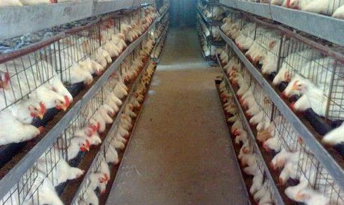 肉鸡的通风换气 肉鸡养殖中通风换气的重要性