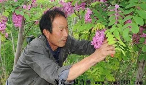 2016大樱桃的修剪技术 香花槐的修剪技术